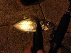 淡輪漁港にてアジング　１時間ほどバイトラッ…