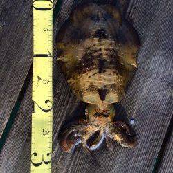 宇久の筏でのエギング釣行　ヒットエギはリアル系のカラーのEZ-Qキャスト