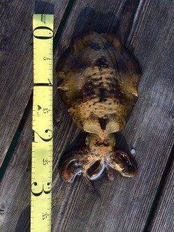 宇久の筏でのエギング釣行　ヒットエギはリアル系のカラーのEZ-Qキャスト