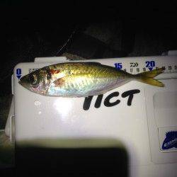 仮屋アジング　港内で探るもサイズ伸びず、一か八かの外海でアジ回遊あり♪