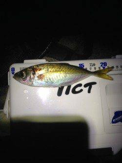 仮屋アジング　港内で探るもサイズ伸びず、一か八かの外海でアジ回遊あり♪