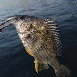 舞洲　ライトゲームでキビレが遊んでくれました