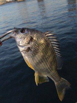 舞洲　ライトゲームでキビレが遊んでくれました