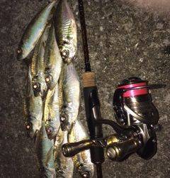 大阪南港アジング　フリーでのフォールで当たりがありました