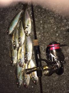 大阪南港アジング　フリーでのフォールで当た…