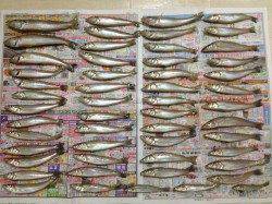 富島で投げ釣り　二人で60匹近くのキス、脂が乗って食べるのが楽しみ♪