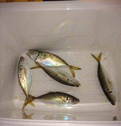 大阪南港アジング　ボトムでの当たりばかり、渋かったです