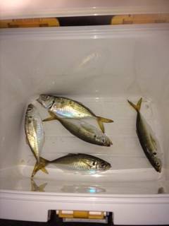 大阪南港アジング　ボトムでの当たりばかり、…