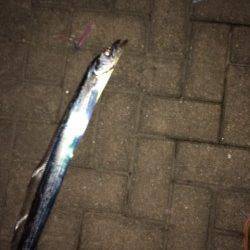 大阪南港ワインド　指4本ほどのまずまずサイズのタチウオ