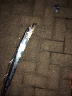 大阪南港ワインド　指4本ほどのまずまずサイ…