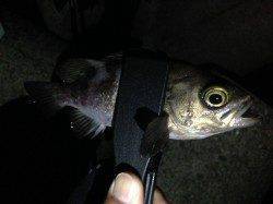 淡輪漁港へメバリング調査釣行　久しぶりにメバルの引きを楽しめました