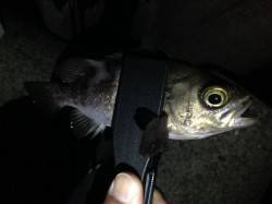 淡輪漁港へメバリング調査釣行　久しぶりにメ…