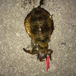 神戸空港　エギングでアオリイカ、前回より少しサイズアップ♪