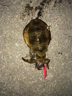 神戸空港　エギングでアオリイカ、前回より少しサイズアップ♪