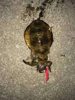 神戸空港　エギングでアオリイカ、前回より少…