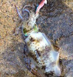 小島にてエギング　アオリイカとコウイカの釣果