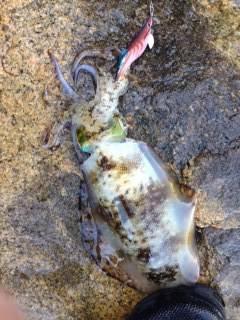 小島にてエギング　アオリイカとコウイカの釣…