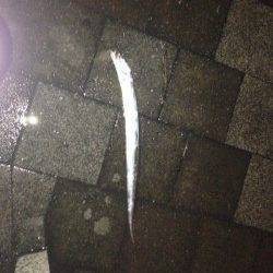 飾磨～広畑周辺タチウオワインド　足元でヒットしました！