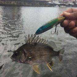 石津川でのシーバスゲーム！ 良型シーバズ2本とキビレで満足の釣果♪