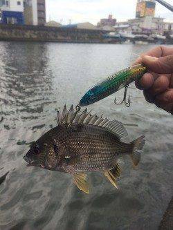 石津川でのシーバスゲーム！ 良型シーバズ2本とキビレで満足の釣果♪