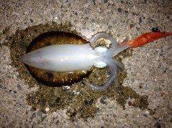 新浜漁港　小雨降る中エギングでアオリイカ