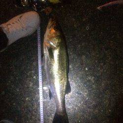 石津川シーバス大型ルアーに好反応　台風後は必ず行かないと！