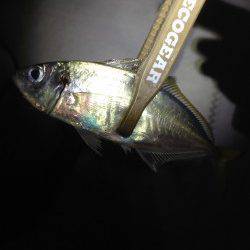 東二見　常夜灯周りをアジングでランガン　飽きない程度に釣れました