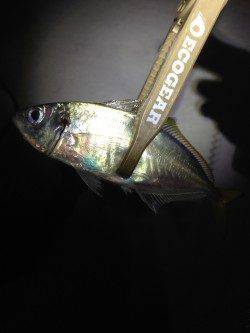 東二見　常夜灯周りをアジングでランガン　飽きない程度に釣れました