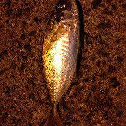 今週もいつもの南港へアジング行ってきました☆