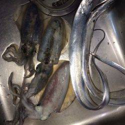 神戸空港　満月大潮エギングでアオリイカ狙いをメインに釣行