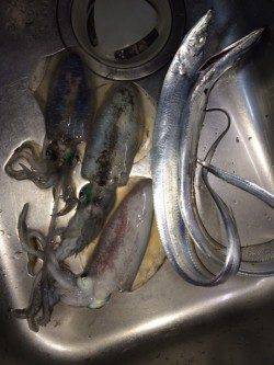 神戸空港　満月大潮エギングでアオリイカ狙いをメインに釣行