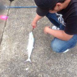 東二見人工島　サーフトローリングでサゴシをキャッチ