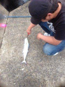 東二見人工島　サーフトローリングでサゴシをキャッチ