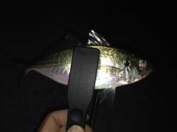 仮屋漁港アジング　夕方南側外向きテトラでス…