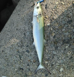 泉佐野　ライトショアジギングでサゴシ、ワインドでタチウオ