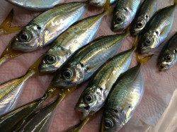 妻鹿（白浜）漁港　アジング釣行はサイズに不満も十分楽しめる