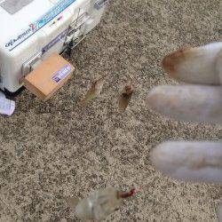 西浦を投げ釣りで探ってきました　江井と富島でキス26匹