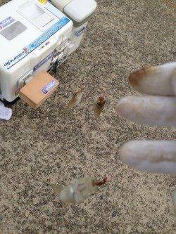 西浦を投げ釣りで探ってきました　江井と富島でキス26匹