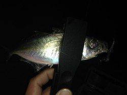 仮屋漁港アジング　夕方南側外向きテトラでスタート、夜は港内の常夜灯で