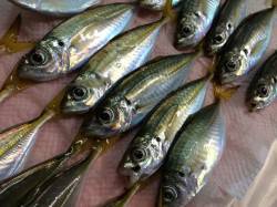 妻鹿（白浜）漁港　アジング釣行はサイズに不…