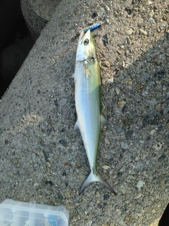 泉佐野　ライトショアジギングでサゴシ、ワイ…