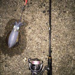 大阪南部でのエギング　コロッケ&トンカツサイズをゲット