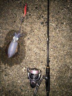 大阪南部でのエギング　コロッケ&トンカツサイズをゲット