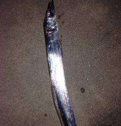 戸坂・塩津漁港周辺 アジングタックルでタチウオがHIT