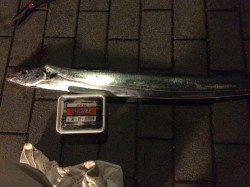 シーサイドコスモにてウキ釣りでタチウオF5サイズが釣れました！