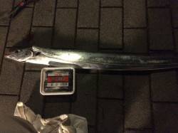 シーサイドコスモにてウキ釣りでタチウオF5…