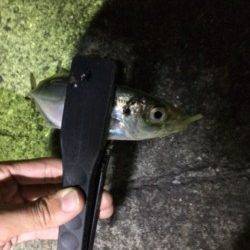 舞洲アジングでランガン　今年はムラが激しいようです…