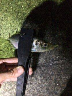 舞洲アジングでランガン　今年はムラが激しいようです…