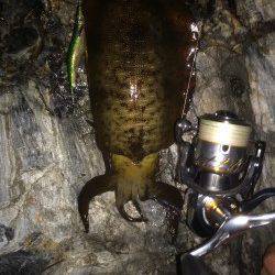 雑賀崎漁港エギングでアオリイカ5ハイ　底付近のスローなジャークに好反応