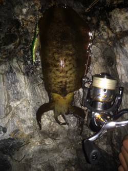 雑賀崎漁港エギングでアオリイカ5ハイ　底付…